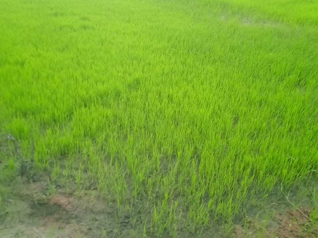 Farm Detail 2